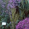 Aster 'Purple Dome', habit
