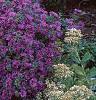 Aster 'Purple Dome', habit
