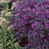 Aster 'Purple Dome', habit