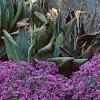 Aster 'Purple Dome', habit