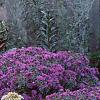 Aster 'Purple Dome', habit