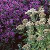 Aster 'Purple Dome', habit