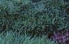 Aster 'Purple Dome', habit