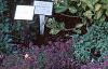 Aster 'Purple Dome', habit