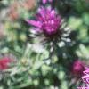 Aster 'Purple Dome', flowers