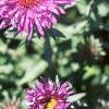 Aster 'Purple Dome', flowers