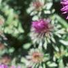 Aster 'Purple Dome', flowers
