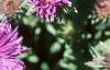 Aster 'Purple Dome', flowers