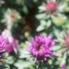 Aster 'Purple Dome', flowers