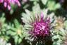 Aster 'Purple Dome', flowers