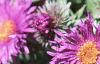 Aster 'Purple Dome', flowers