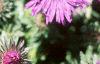 Aster 'Purple Dome', flowers
