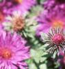 Aster 'Purple Dome', flowers