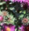 Aster 'Purple Dome', flowers