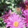 Aster 'Purple Dome', flowers