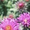 Aster 'Purple Dome', flowers