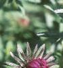 Aster 'Purple Dome', flowers