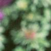 Aster 'Purple Dome', flowers