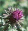 Aster 'Purple Dome', flowers