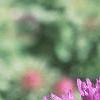 Aster 'Purple Dome', flowers