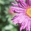 Aster 'Purple Dome', flowers