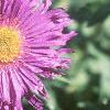 Aster 'Purple Dome', flowers