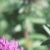 Aster 'Purple Dome', flowers