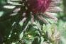 Aster 'Purple Dome', flowers