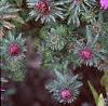 Aster 'Purple Dome', flowers