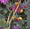 Aster 'Purple Dome', flowers