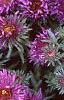 Aster 'Purple Dome', flowers