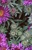 Aster 'Purple Dome', flowers