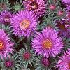 Aster 'Purple Dome', flowers