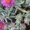 Aster 'Purple Dome', flowers