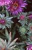 Aster 'Purple Dome', flowers