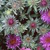 Aster 'Purple Dome', flowers