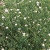 Boltonia asteroides 'Snowbank', habit