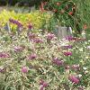 Boltonia asteroides 'Snowbank', habit