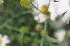 Boltonia asteroides 'Snowbank'