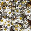 Boltonia asteroides 'Snowbank', flowers