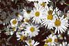 Boltonia asteroides 'Snowbank', flowers