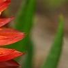 Bracteantha 'Flobrafla', flowers
