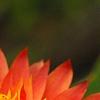 Bracteantha 'Flobrafla', flowers
