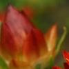Bracteantha 'Flobrafla', flowers