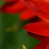 Bracteantha 'Flobrafla', flowers
