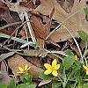 Chrysogonum virginianum, habit