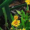 Coreopsis grandiflora 'Early Sunrise', habit