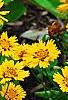 Coreopsis grandiflora 'Early Sunrise', habit