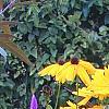 Coreopsis integrifolia