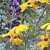 Coreopsis integrifolia